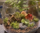 苔テラリウム･パルダリウム作成します お家に小さな森を取り入れませんか？ イメージ8