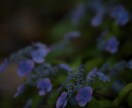一眼レフで季節のお花を撮ります 季節に沿ったお花を一眼レフカメラで撮り提供します！ イメージ5