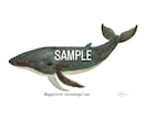 くじら、シャチ、魚類等のイラスト描きます 水生生物の絵を描くのが得意です★他サイト様でも販売実績あり★ イメージ4