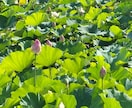 あなたに最善なエネルギーをカスタムヒーリングします あなたの人生を癒し愛し愛される人生の良い流れに乗っていこう! イメージ1