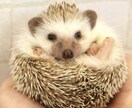 仕事の合間☆昼休み休憩☆移動時間に癒します 携帯イジるより少し話したい☆ちょっとした時間にほっこり イメージ9