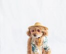 遊びながら撮る！わんちゃんと家族の記念を撮ります 大切な家族のわんちゃんとの、一生の思い出をプロが撮影します。 イメージ3