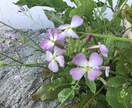 フラワーエッセンスセラピーのカウンセリング致します 可憐な野草の癒しを貴方に　悩み事ご相談下さい。 イメージ5