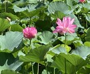 相性鑑定、タロットと四柱推命で未来を占います 誰にも言えない秘密の悩みをご相談ください　恋愛不倫など イメージ2