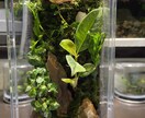 苔テラリウム･パルダリウム作成します お家に小さな森を取り入れませんか？ イメージ1