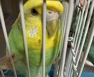 インコを初めて飼う方！雛を初めて飼う方！教えます 初めてインコを飼う方や初めて雛を飼う方必見！ イメージ7