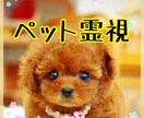 ペット霊視鑑定★愛するペットの声をお届けします 生きている子・亡くなった子問わずお話させていただきます。 イメージ1