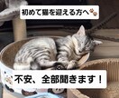 猫初心者目線の相談対応お受けします 初心者だから分かる不安に寄り添います イメージ1
