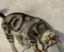 愛しい目が語るワンちゃんネコちゃんの気持ち教えます チワワのあんちゃんマンチカンのめるちゃんアメショーのるみの父 イメージ7