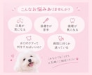 愛犬の口臭のお悩みを一緒に考えます 口臭が気になる、歯磨きが苦手などのお悩みに寄り添います イメージ4