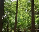 周易　三変筮法で 3つの迷いまで鑑定します 入社事前対策　易占で心の準備をしませんか (2月応援価格) イメージ8