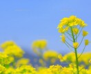 霊感とタロットで占います 霊感を元にタロットも使いながら、あらゆる相談に対応致します。 イメージ1
