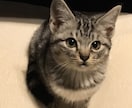 リラックスしてお話しませんか？どんな話でも聴きます 2日間トークルームで素敵な時間を過ごしましょう(ㅅ´˘`)♡ イメージ3