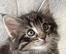 イラスト加工します イラスト、写真を高画質化、高解像化、加工、編集します。 イメージ1