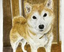 心を込めたペットの似顔絵描きます 大切な家族を色鉛筆で命を吹き込みます イメージ4