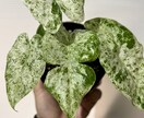 植物全般診断致します 植物の不調に直ぐにアプローチします！ イメージ2