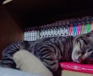 猫プロが撮った写真集あります 猫大好きな猫好き猫ままです!猫の写真提供 イメージ5