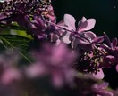 写真のレタッチなど編集します 写真の細かな編集。合成。コラージュ等 イメージ3