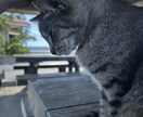 公園やビーチに居る猫の写真撮影致します 猫の写真撮影から動画撮影、写真集作成まで致します！ イメージ1