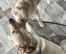 ドッグトレーニング・しつけの相談を聞きます トレーニング相談をドッグトレーナーが聞きます イメージ2
