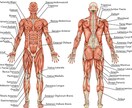 筋肉の知識教えます 起始停止やどの動きで使えるかをイラストや画像で分かり易く説明 イメージ1