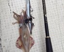 北海道の釣り楽しい話しします マグロからヤマメ迄の、釣り教えます。 イメージ9