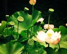 マインドリセット　悩みを手放すサポートをします 悩みを生まない思考出来事に左右されず自分らしく生きるために。 イメージ4
