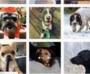 Instagramであなたの写真・動画を投稿します フォロワー30千人!犬がテーマのインスタグラムPRにオススメ イメージ1
