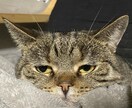 ペットに関するご相談承ります 動物に関する相談等、お悩み事に対しての解決策をお手伝いします イメージ4