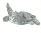動植物・抽象模様の挿絵やイラストを描きます プロアーティストがあなたにお洒落に目を引くイラストを描きます イメージ4