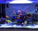 海水水槽、飼育に関する相談お受けします マリンアクアリスト兼建築士による海水水槽や飼育アドバイス イメージ1
