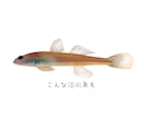 生き物特化のイラスト制作します ライブ外納品をご希望の方はこちら！ イメージ4