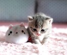 女性限定。日々の鬱憤聞きます お話する事で少しでも明日への活力になれればと思います。 イメージ6