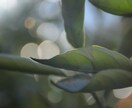 美しい自然の写真提供します 美しい写真で人の興味を惹きませんか。 イメージ2