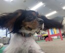しつけ相談受付中！わんちゃんの気持ち、通訳します 犬も人も、もっと笑顔になれるしつけを。 イメージ2