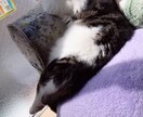 猫ちゃんの写真・動画売ります 白いチンチラの猫とブチのスコティッシュ猫 イメージ3