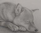 ペットの似顔絵を鉛筆で描きます 大好きなペットとの思い出を鉛筆画にしてみませんか？ イメージ6