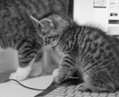 あなたの愚痴、悩み、なんでも聞き取ります 誰かに話すって素敵じゃん？(*´ω`*) イメージ6