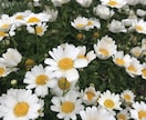 プロのカウンセラーがあなたのお悩みに寄り添います 一回のカウンセリングに真摯を込めて、癒しを提供します。 イメージ3