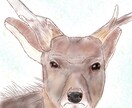 写真をもとに温かみのあるペットイラスト制作します 「写真では残せない温かさをイラストで。」 イメージ4