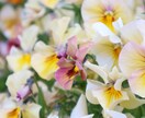 商品の魅力を引き出すお写真撮影します 花や植物、ハンドメイド、化粧品等SNS宣伝用商品撮影承ります イメージ8