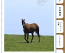 地方競馬中央競馬の予想を提供します あらゆる予想方法を取り入れて予想します。 イメージ1