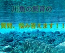川魚の飼育、悩みについて答えます この魚どう飼育すればよいですか？などといった質問に答えます イメージ1