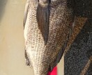 魚釣りを初めてみたいかた相談にのります 魚釣りやゴムボートフィッシング始めたいかた相談のります イメージ2