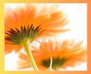 HSPは素敵な個性/ありのままの魅力を受け入れます 生きづらさはHSPのせい？いいえ、それはあなたの魅力です！ イメージ9