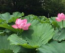 話聞きます／占い依存からの卒業を手伝います 答えは自分の中にあるかもしれませんよ イメージ1