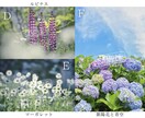 SNSに使える高品質な写真の素材提供します カメラ歴7年の私が撮影したお花や猫の イメージ3