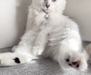 お試し価格♡5名様限定募集いたします 虹組さん✰現役さんとアニマルコミュニケーションいたします☾ イメージ7