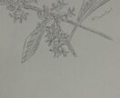 鉛筆でご依頼されたお花の絵を描きます 素人の模写作品です。本気で描かせていただきます。 イメージ7