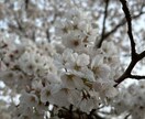 10分間の日本語フリートークを提供します 授業なし・10分から話せる日本語フリートークで会話に慣れよう イメージ2